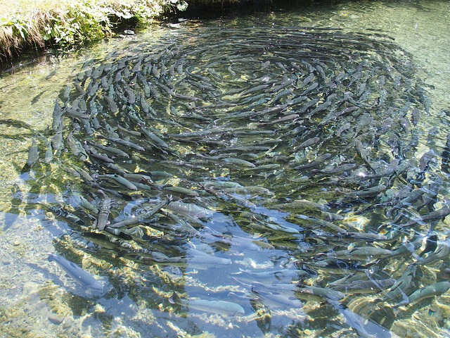 traitement ozone pisciculture