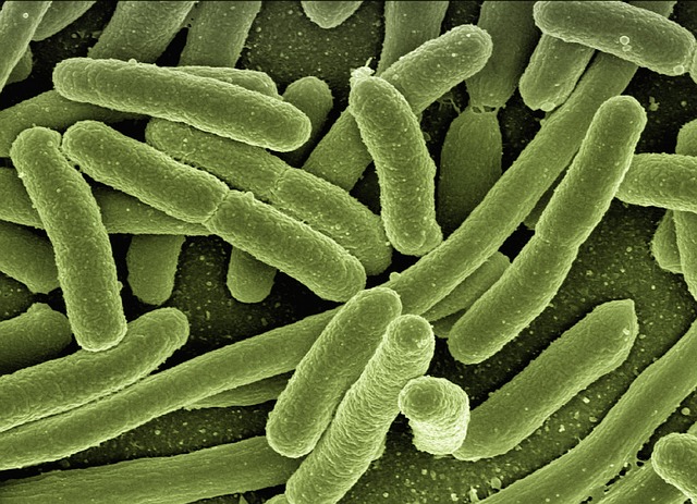 désinfection ozone e.coli